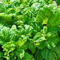 Basil Seeds 25 Count Italian Large Leaf Heirloom Non-GMO Herb Live Plant Cutting Starter