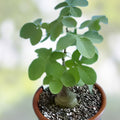 Adenia glauca Cactus Plant | Live Succulent | Indoor Outdoor Hardy Plant | Unique Green Foliage | Starter Plant