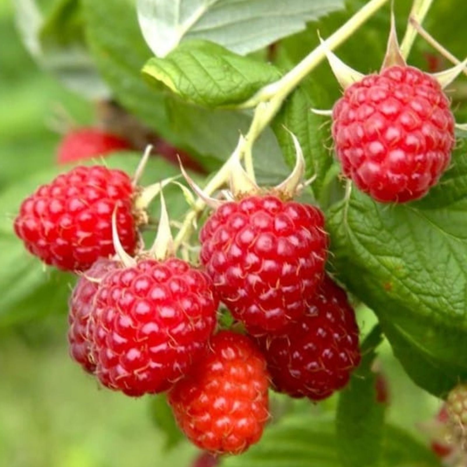 Early Everbearing Raspberry Plant Rubus idaeus Starter Live Rooted Red Fruit Houseplant
