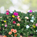 Jumbo Portulaca Cuttings Magenta Orange Splash Succulent Plant Portulaca grandiflora Samba 5 Unrooted Starter Plants