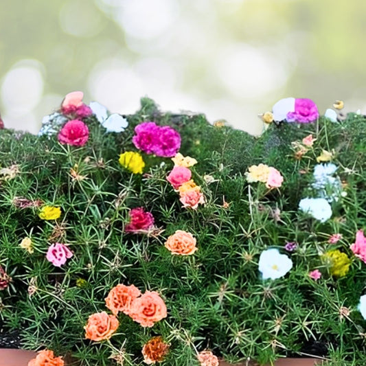 Jumbo Portulaca Cuttings Magenta Orange Splash Succulent Plant Portulaca grandiflora Samba 5 Unrooted Starter Plants