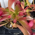 Rare Sarracenia Cultivar Persian Rug Pitcher Plant - Unique Carnivorous Plant for Collectors - Live Fresh Stock
