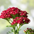 Yarrow Starter Plants Set of 2 – Achillea millefolium Vintage Red Perennial Flowering Herb Live Plant
