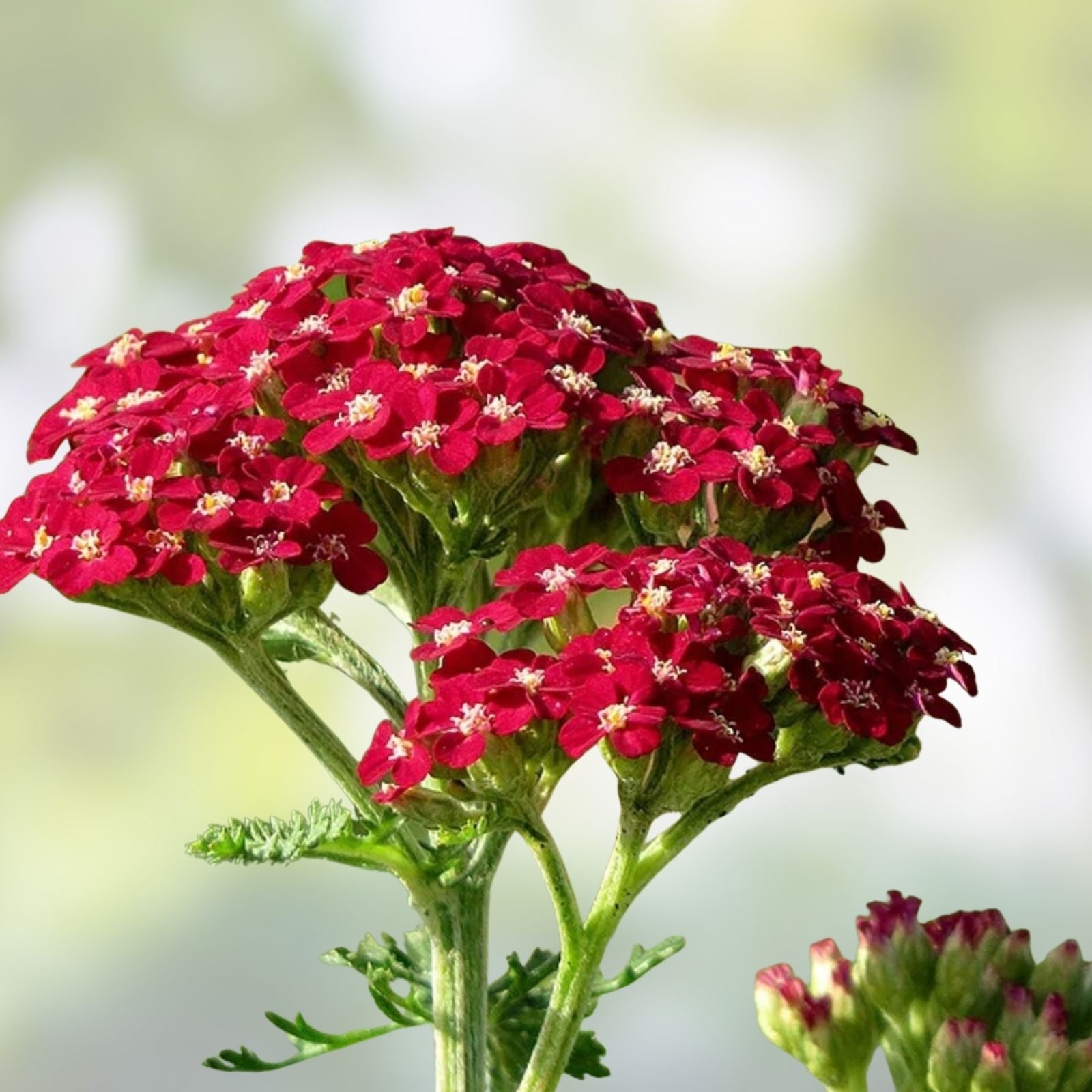 Yarrow Starter Plants Set of 2 – Achillea millefolium Vintage Red Perennial Flowering Herb Live Plant