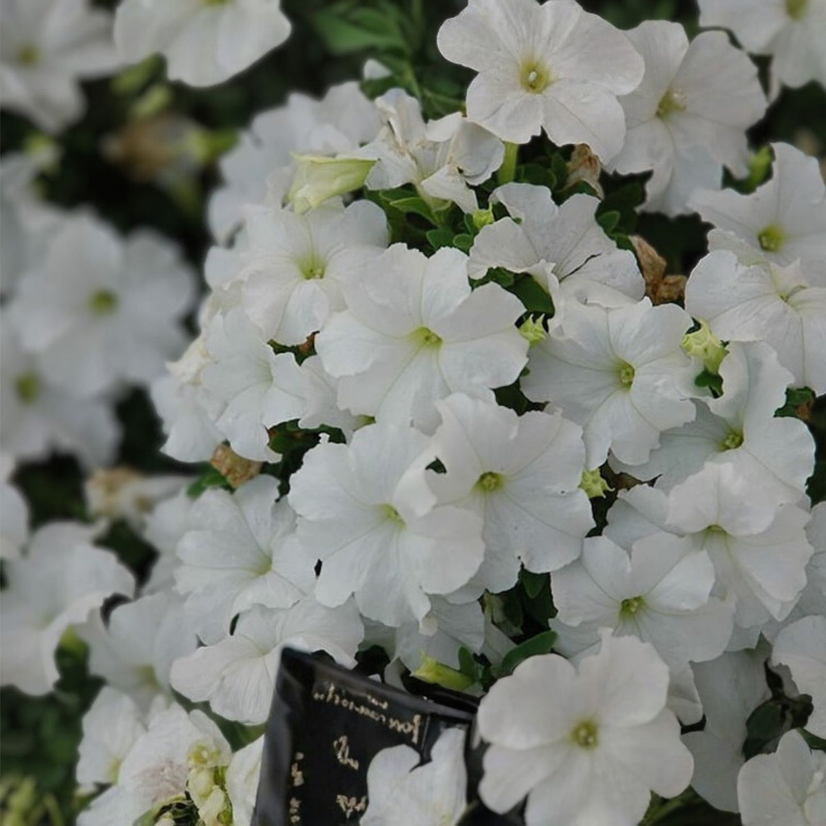 Sun Grand Petunia Seeds 1000+ Bulk Annual Flower Seeds Petunia x hybrida Perennial US Seller