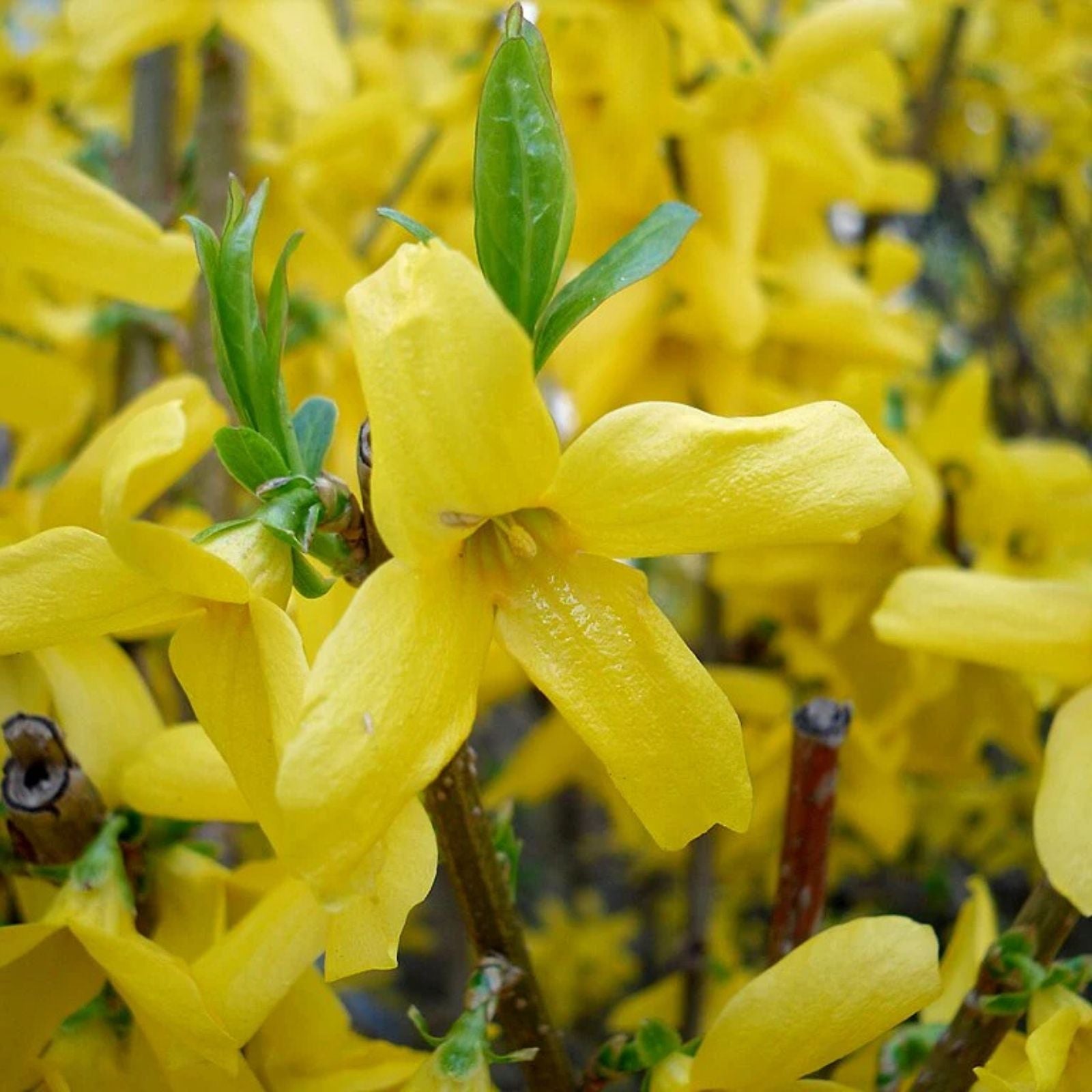 Forsythia Plant Cuttings 6-8" Unrooted Propagation Starter Plants Spring Blooming Garden