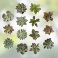 Assorted Succulent Cuttings 100 Pieces | 20 Varieties Live Plants for DIY Arrangements Garden Projects