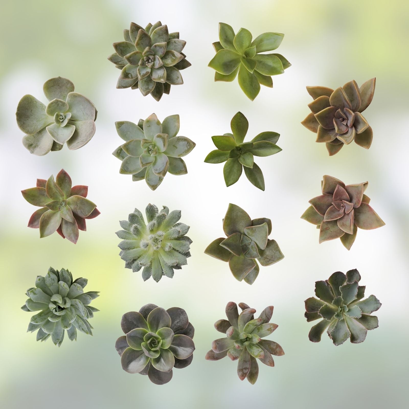 Assorted Succulent Cuttings 100 Pieces | 20 Varieties Live Plants for DIY Arrangements Garden Projects