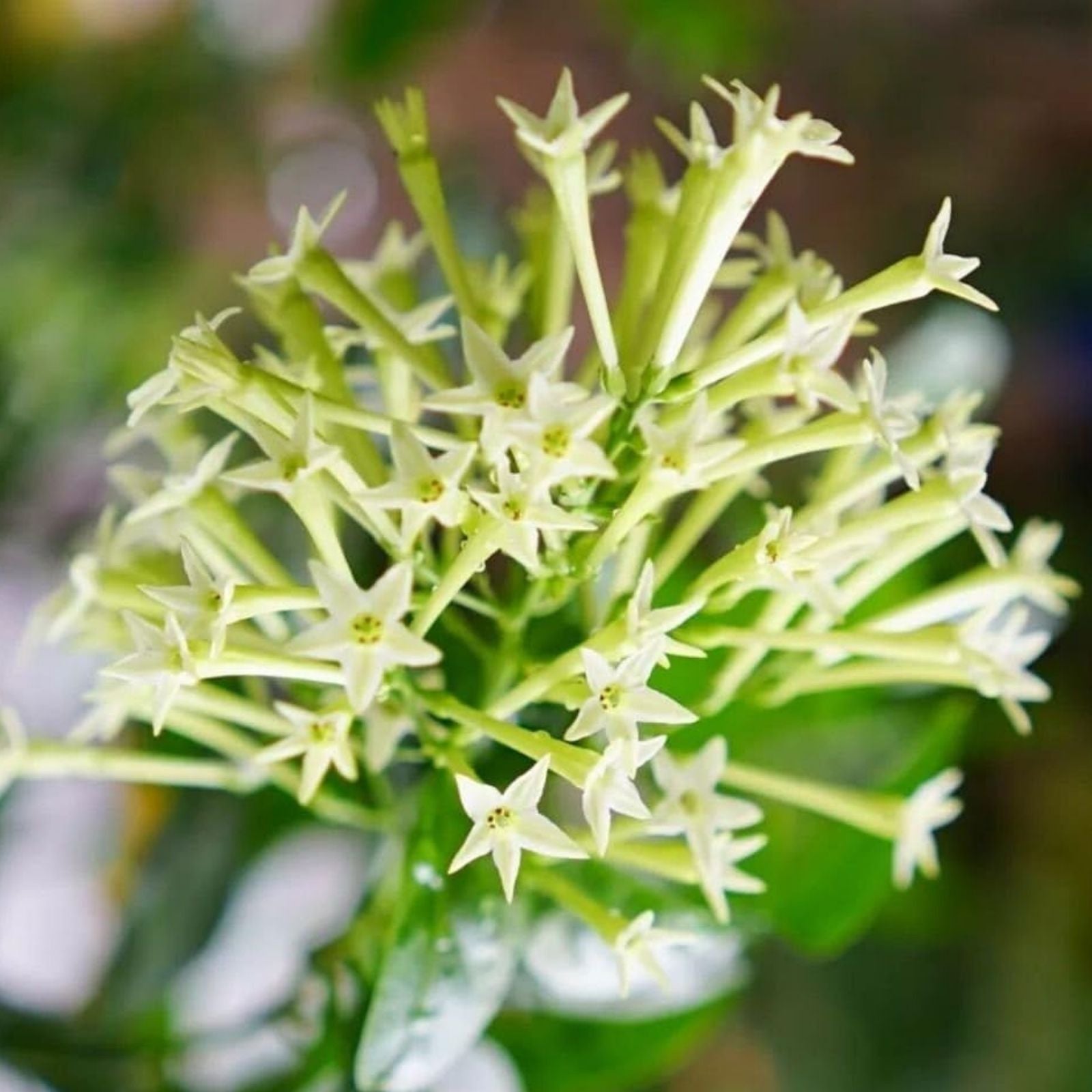 Night Blooming Jasmine Plant in 5" Pot, Cestrum nocturnum, Tropical Fragrant Flowering Plant for Indoor Outdoor Garden