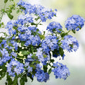 Cape Plumbago Cuttings 8-Pack California Blues Imperial Blue Plumbago auriculata Live Plant Starter Houseplant