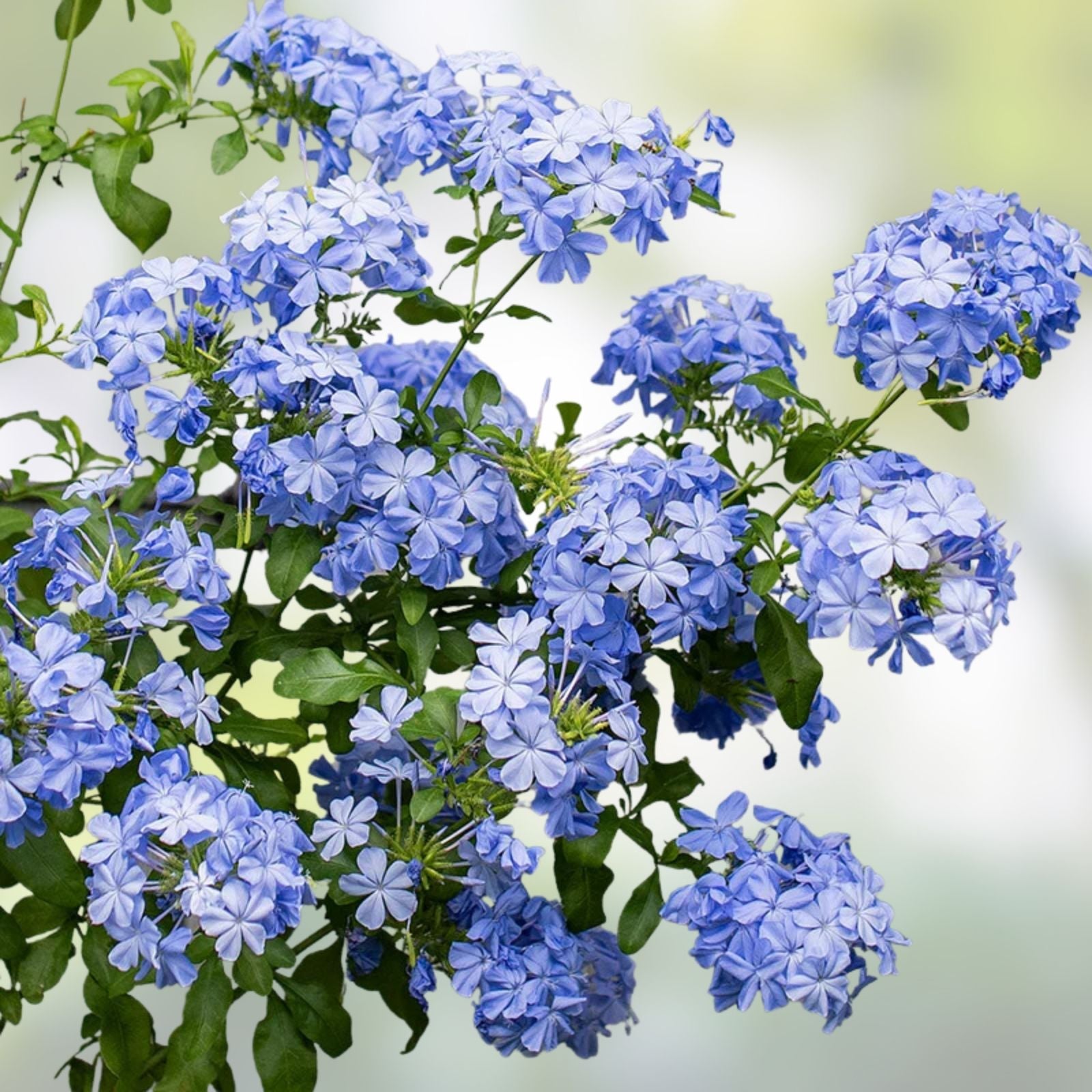 Cape Plumbago Cuttings 8-Pack California Blues Imperial Blue Plumbago auriculata Live Plant Starter Houseplant