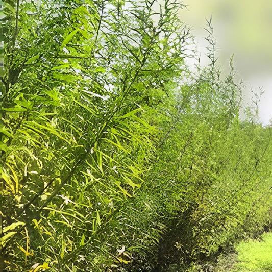 Hybrid Willow Tree Cuttings – Salix × sepulchralis Fast-Growing Privacy and Shade Live Plant, Non-GMO