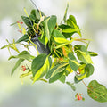 Bundle of 5 Live Plant Cuttings – Philodendron, Pothos, Hoya Indoor Propagation Starter Plants