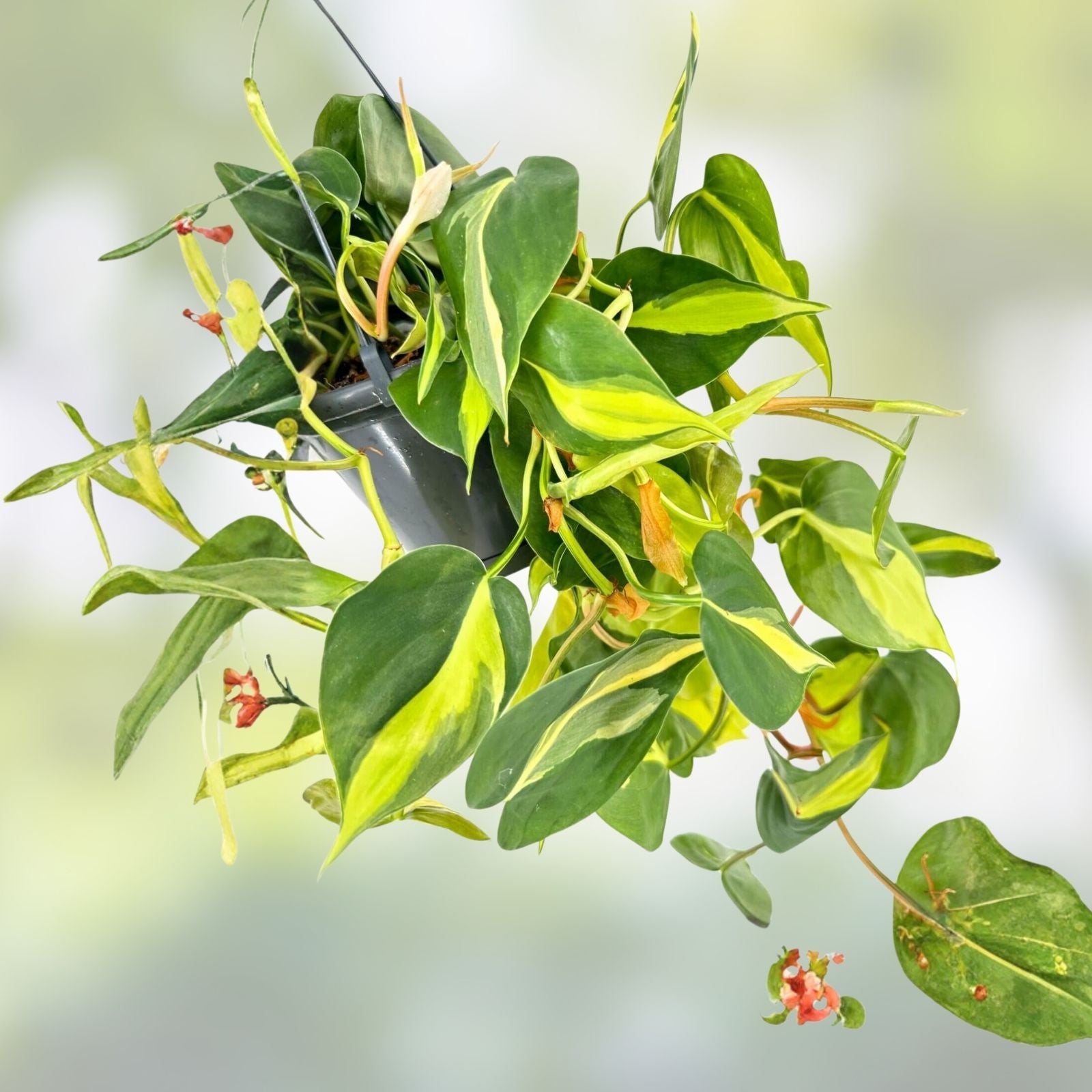 Bundle of 5 Live Plant Cuttings – Philodendron, Pothos, Hoya Indoor Propagation Starter Plants