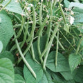Top Crop Bush Bean Seeds Heirloom Phaseolus vulgaris Edible Pods 20+ Starter Plants