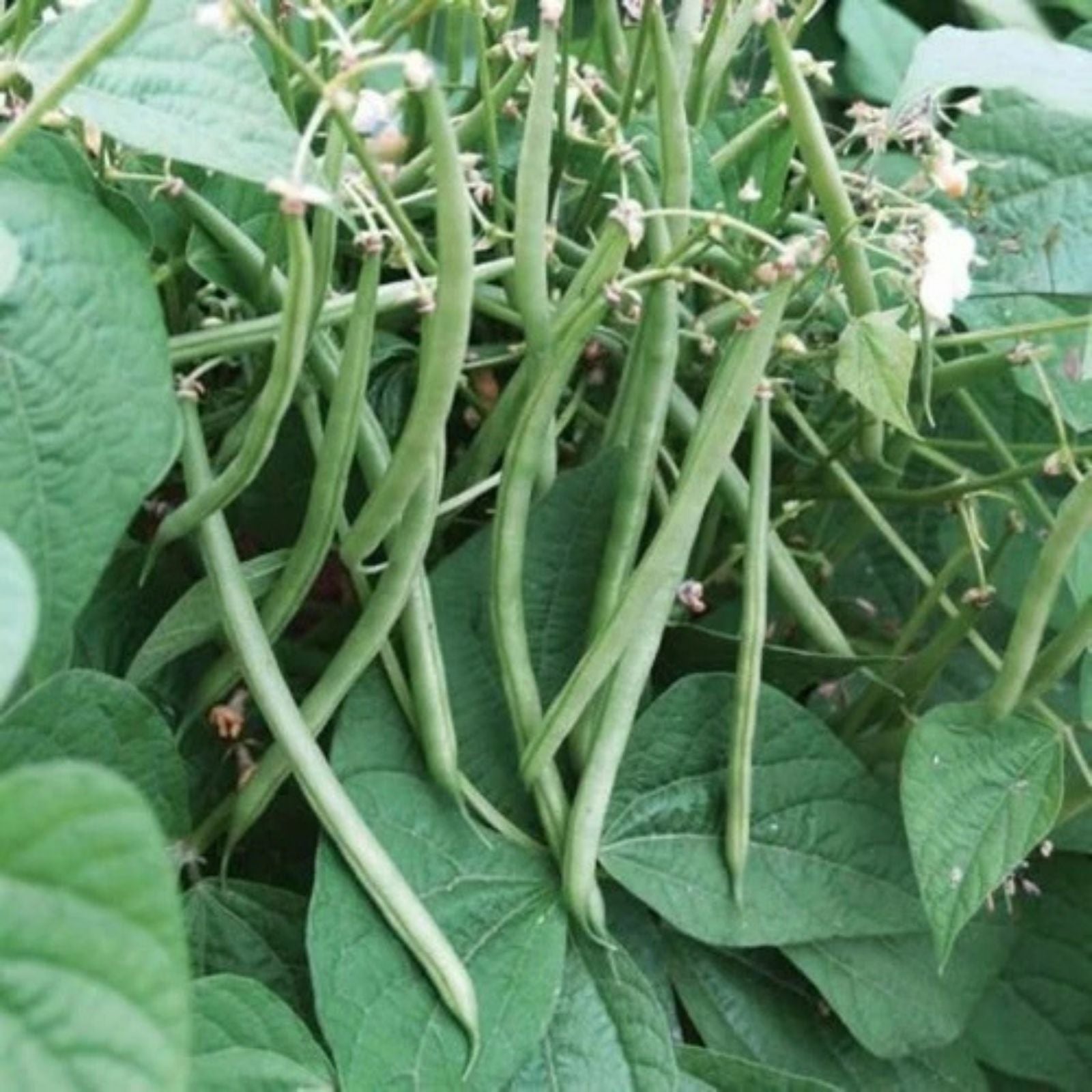 Top Crop Bush Bean Seeds Heirloom Phaseolus vulgaris Edible Pods 20+ Starter Plants