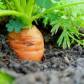 Carrot Seeds Little Fingers Non-GMO Vegetable Garden Starter 50+ Daucus carota Planting