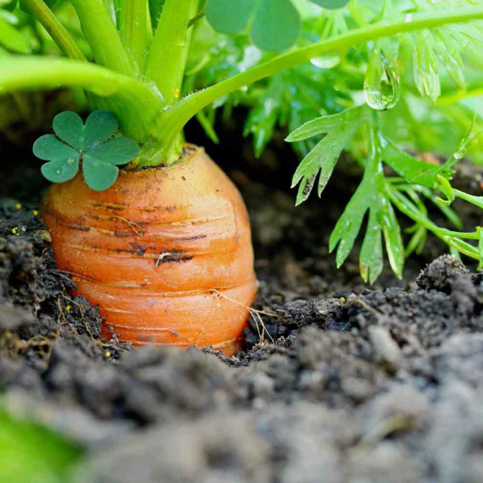 Carrot Seeds Little Fingers Non-GMO Vegetable Garden Starter 50+ Daucus carota Planting