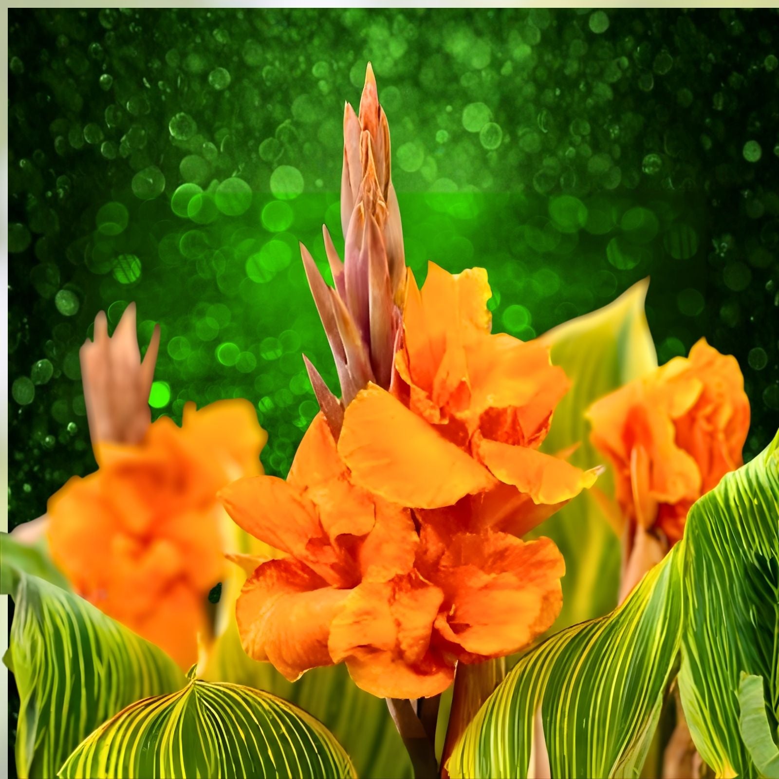 Canna Lily Bulbs 5-Pack Pretoria Orange Variegated Bengal Tiger Canna striata Tropical Plant Live Starter Bulbs