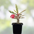 Variegated Euphorbia Milii Crown of Thorns Plant - Live Indoor Outdoor Succulent - Unique Variegation - Starter Plant