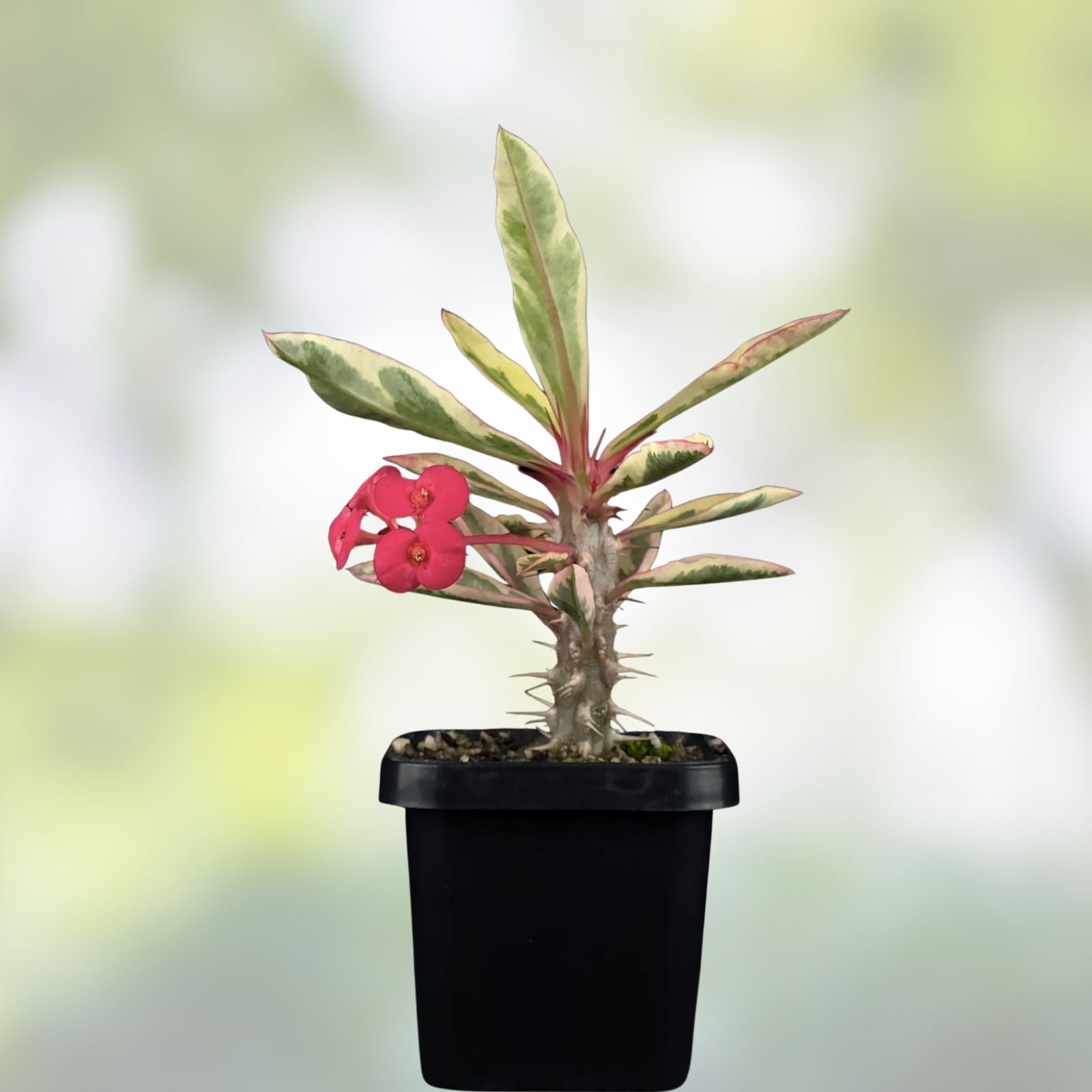Variegated Euphorbia Milii Crown of Thorns Plant - Live Indoor Outdoor Succulent - Unique Variegation - Starter Plant
