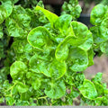 Brazilian Spinach Cuttings 4 Pack - Samba Lettuce, Sissoo Spinach, Indoor & Outdoor Houseplant, Live Plant, Starter Plant, Easy to Grow