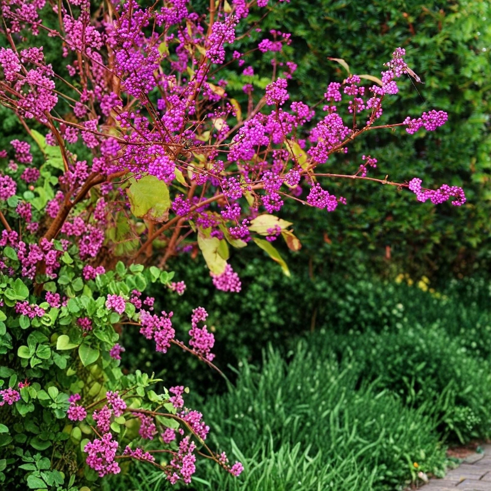 Beauty Berry Bush Live Plant Cuttings – Callicarpa americana, Ornamental Shrubs, Unrooted Propagation Cuttings