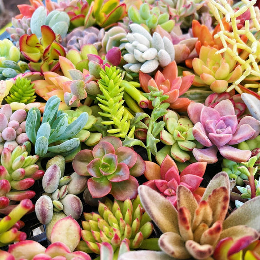 Organic Succulent Cuttings 15 Varieties Echeveria Sedum Aloe Live Plants DIY Crafts Houseplants