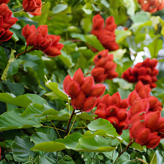 Lipstick Tree Seeds 20 Pack - Bixa orellana Tropical Ornamental and Medicinal Plant for Garden, Fast Growing Seeds