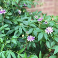 Live Potted Maypop Vine Passiflora incarnata Rare Exotic Passionflower Climbing Plant Garden Decor