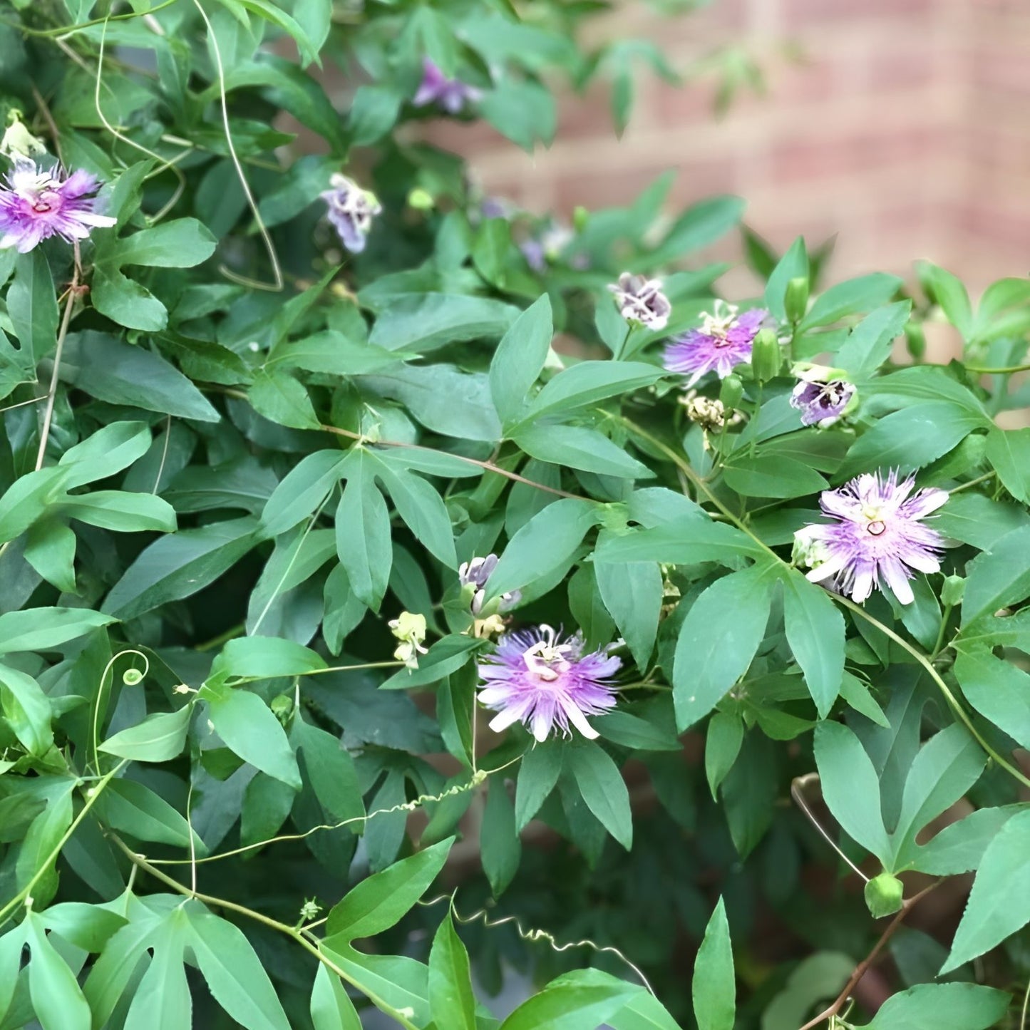 Live Potted Maypop Vine Passiflora incarnata Rare Exotic Passionflower Climbing Plant Garden Decor