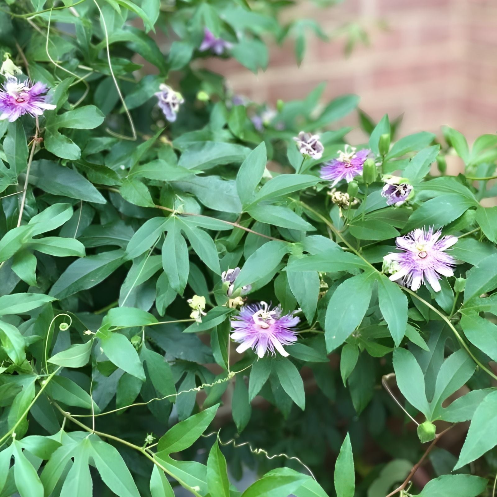 Live Potted Maypop Vine Passiflora incarnata Rare Exotic Passionflower Climbing Plant Garden Decor