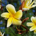Aztec Gold Plumeria Cutting 6-8in Scented Frangipani Plant Tropical Garden Balcony Patio Hawaii