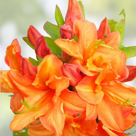 Mauvila Gold Azalea Starter Plant - Aromi Rhododendron Deciduous Garden Plant for Landscaping - Live Plant