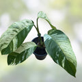 Variegated Epipremnum Giganteum Blue Java Tricolor Plant – Indoor Houseplant with Unique Foliage, Non-Monstera Philodendron