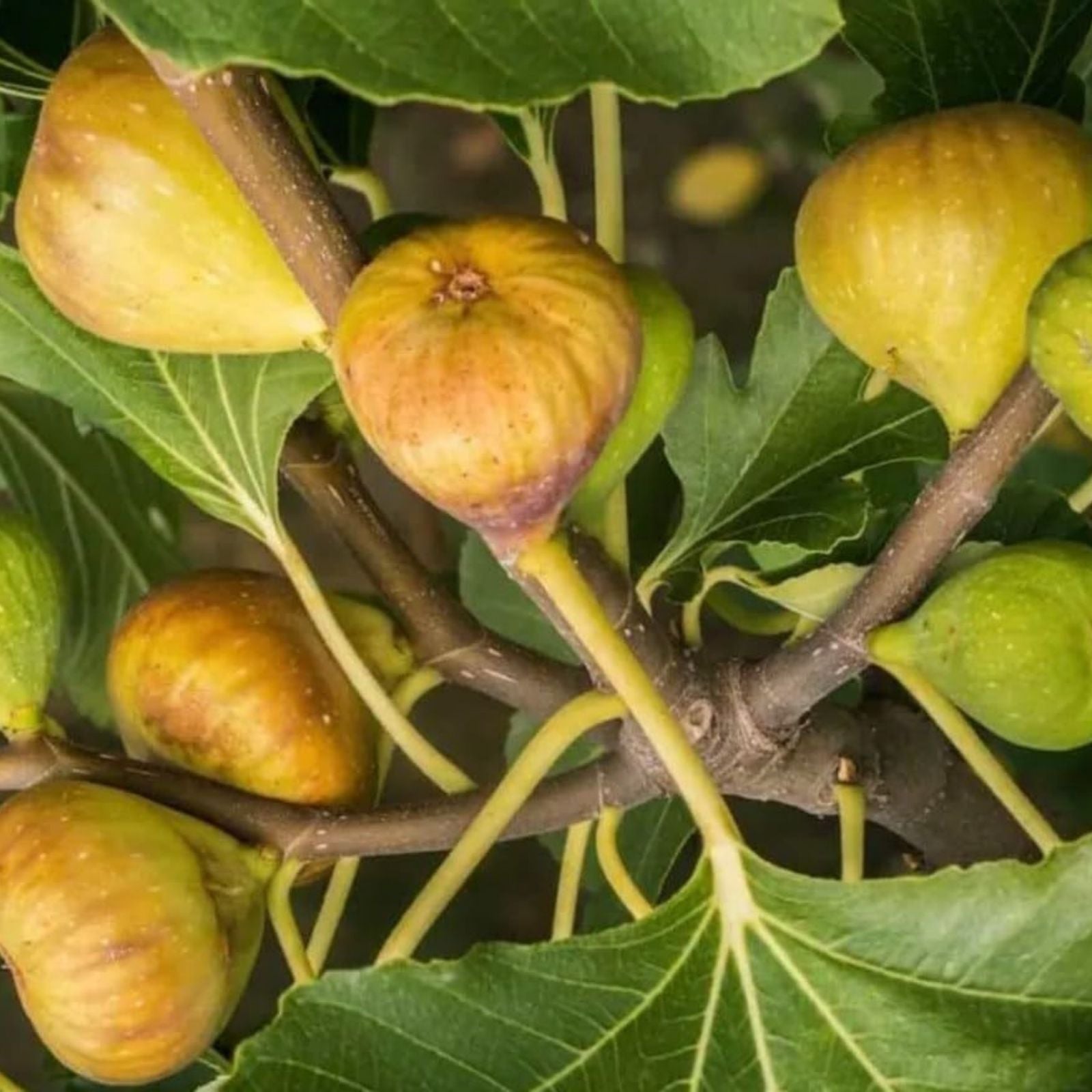 Live LSU Gold Fig Tree Ficus carica Edible Fruit-Bearing Plant for Garden Patio Houseplant