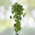 Philodendron Cutting Nodes for Propagation, Brasil Variety, Heart-Shaped Leaves, Indoor Plant Propagation Supplies