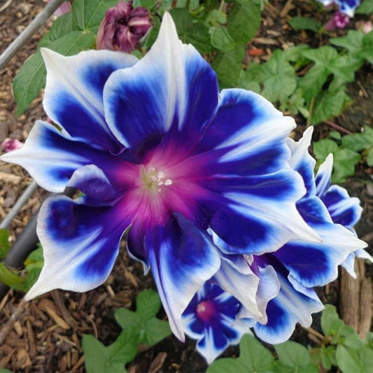 Morning Glory Seeds 100pcs Perennial Flower Seeds Ipomoea Elegant Vines Garden Plant Starter