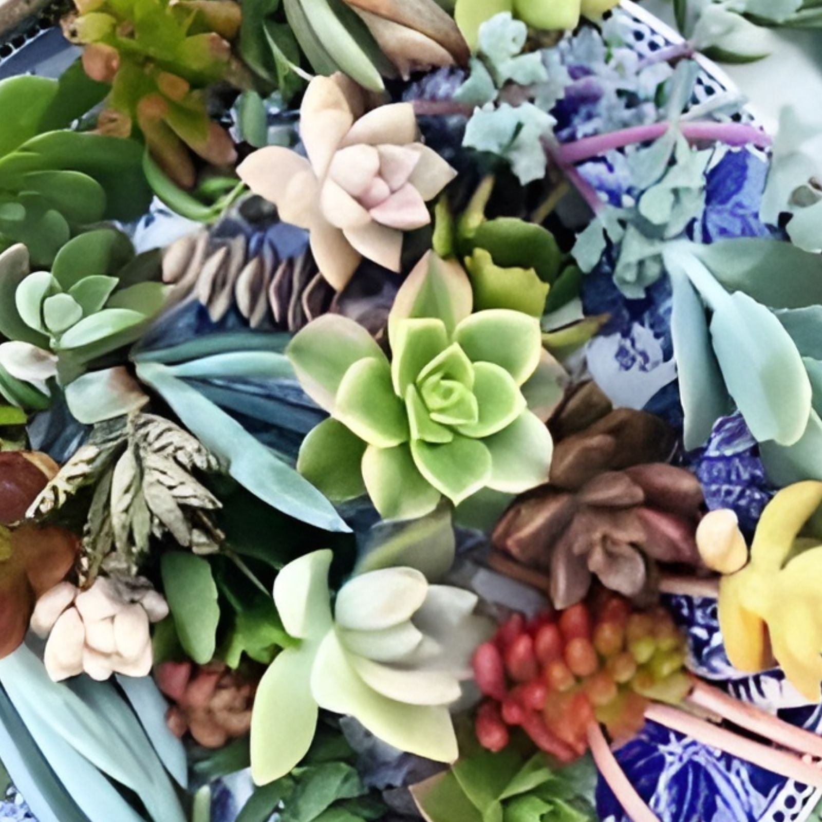 Rainbow Succulent Bundle 4 Live Succulents Cuttings Colorful Houseplants Garden Decor Variety