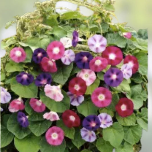 Mixed Morning Glory Flower Seeds - 250 Count - Colorful Blooming Vine - Ipomoea tricolor - Fast Growing Seeds