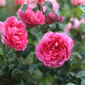 Pink Inspiration Hybrid Tea Rose Bush – Fragrant Peony-Like Blooms – Disease Resistant Live Plant