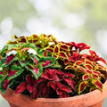 Coleus Rooted Cuttings 10 Varieties Live Plants Indoor Garden Decor Houseplants