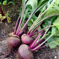 Beet Seeds 500 Count Detroit Dark Red Heirloom Non-GMO Beta vulgaris Garden & Cooking Starter Plant