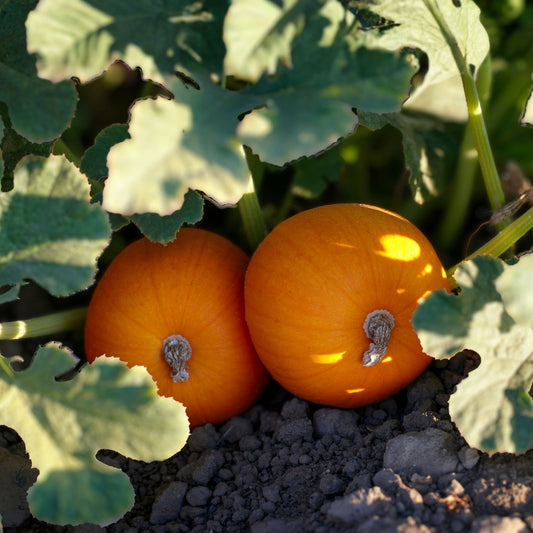 Kandy Korn Plus Mini Pumpkin Seeds, Cucurbita pepo, 10 Live Plant Starters for Decorative Pumpkins, Fast Shipping