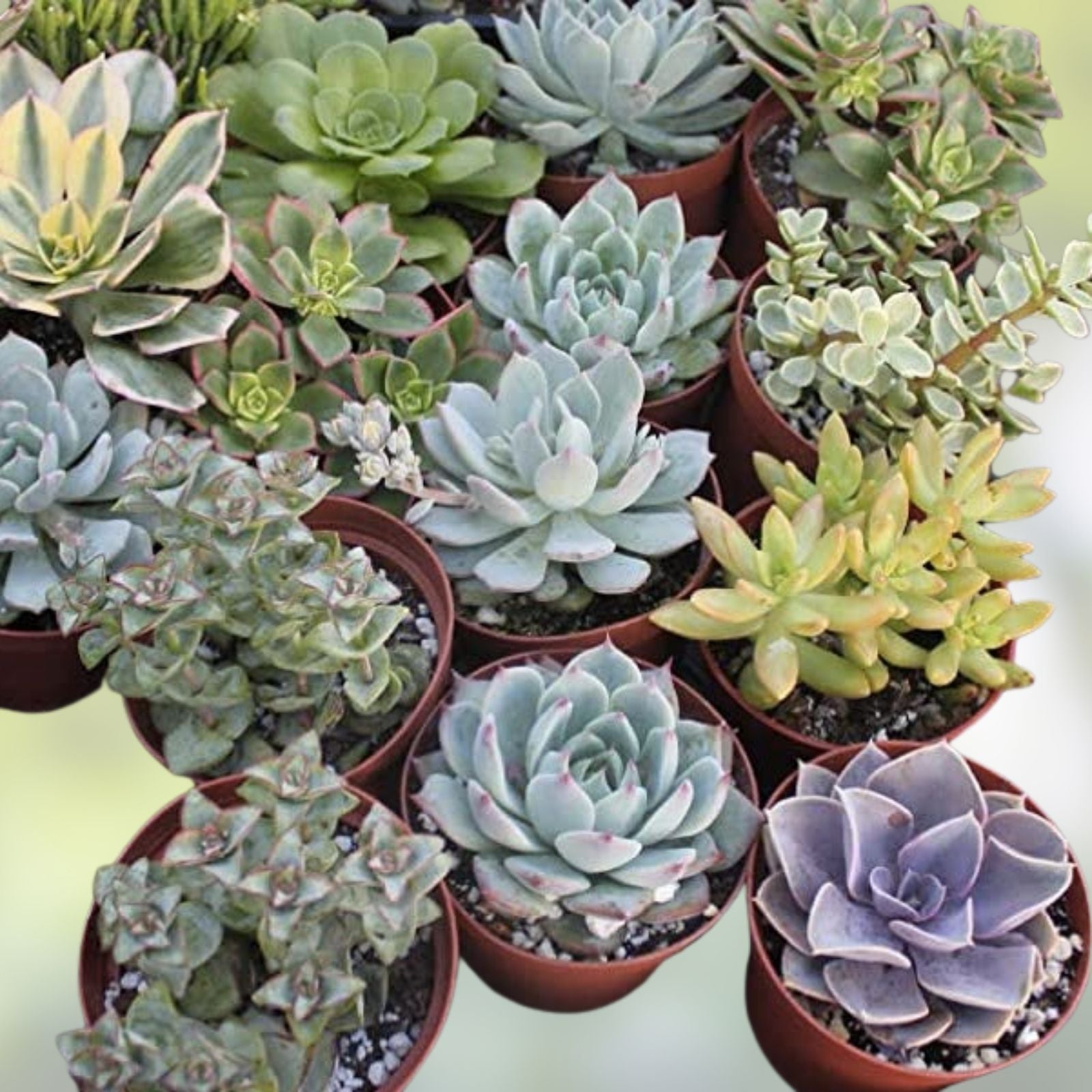 Assorted Succulent Cuttings 35 Pieces | Live Succulent Plants Collection | Over 50 Varieties for Planting & Arranging
