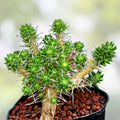 Maihuenia poeppigii Cactus Plant - Live Succulent Drought Tolerant Indoor Outdoor Houseplant