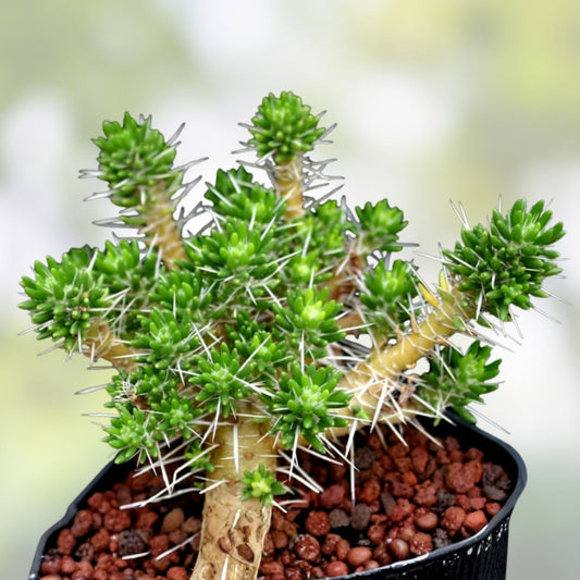 Maihuenia poeppigii Cactus Plant - Live Succulent Drought Tolerant Indoor Outdoor Houseplant