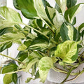 Large Rooted Pothos Cuttings 3 Pack – Green Variegated Epipremnum aureum Houseplant, Indoor Plant, Easy Care