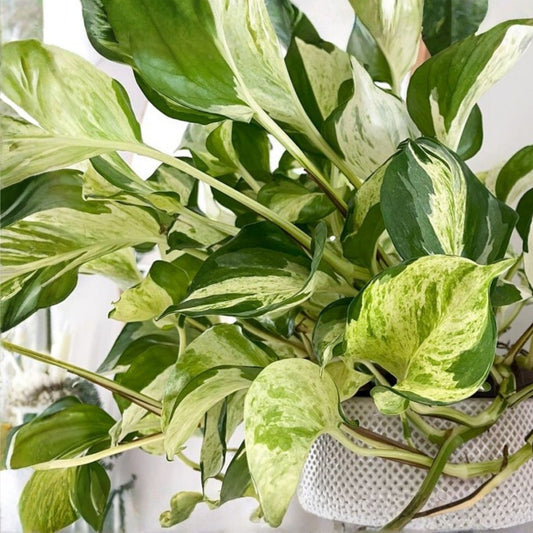 Large Rooted Pothos Cuttings 3 Pack – Green Variegated Epipremnum aureum Houseplant, Indoor Plant, Easy Care