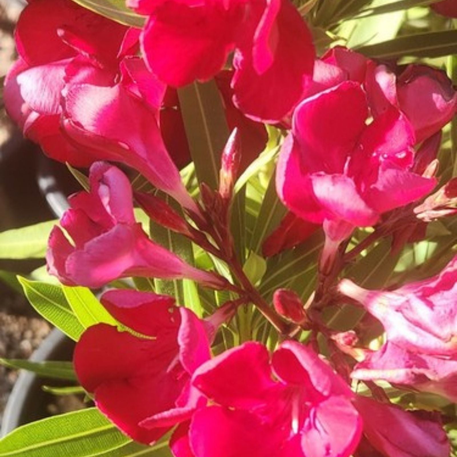 Red Oleander Seeds – 60 Nerium Ornamental Bush Seeds for Planting, Houseplant, Toxic Evergreen Shrub